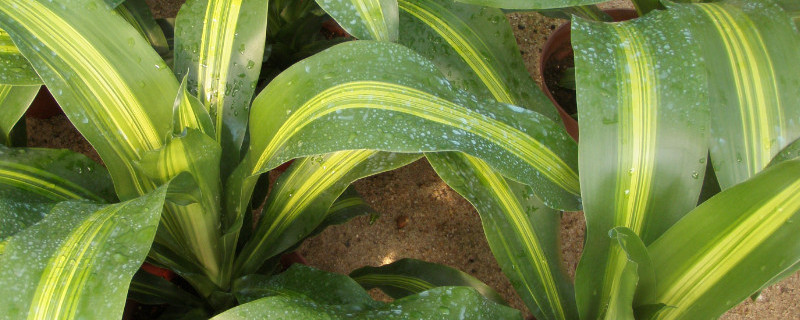 也门铁怎么修剪 也门铁修剪叶子