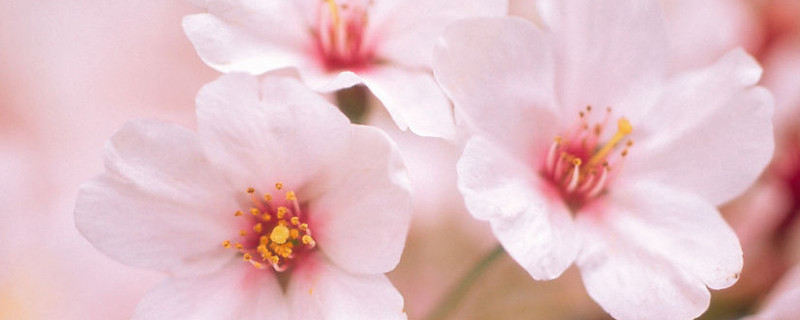 杏花和李花的区别（杏花和梨花的区别图解）