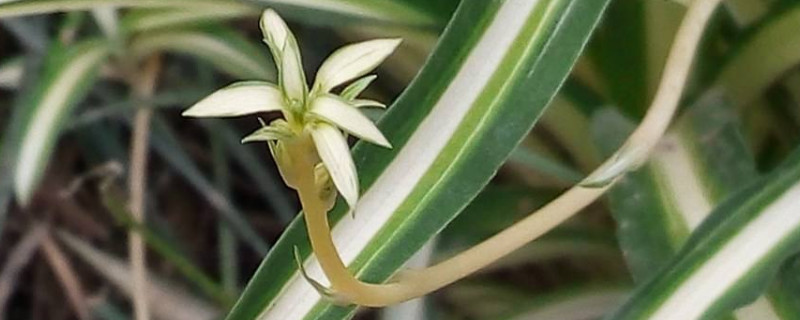 银心吊兰金心吊兰对比（金心吊兰和银心吊兰）