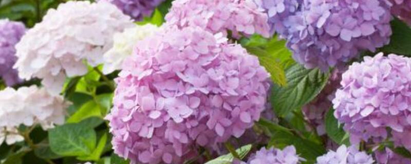 土绣球和无尽夏的区别 土绣球与无尽夏的区别