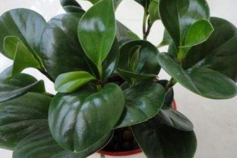 碧玉开花后怎么处理