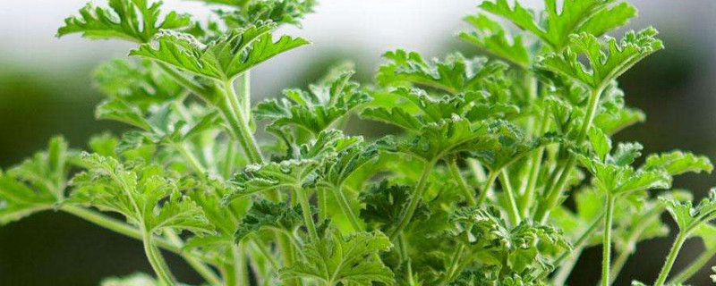 驱蚊草怎么栽法（驱蚊草怎么移栽）