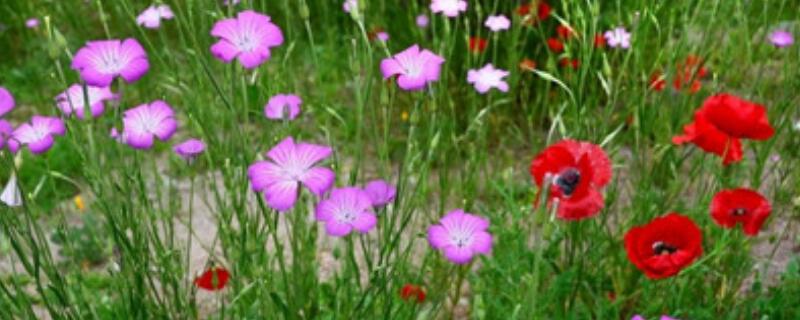 麦仙翁的种植方法 麦仙翁的种植方法视频