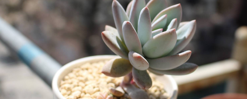 霜之朝怎么繁殖 霜之朝多肉怎么繁殖