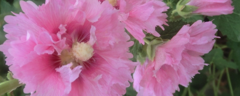 蜀葵打顶后会怎样 芙蓉葵需要打顶吗