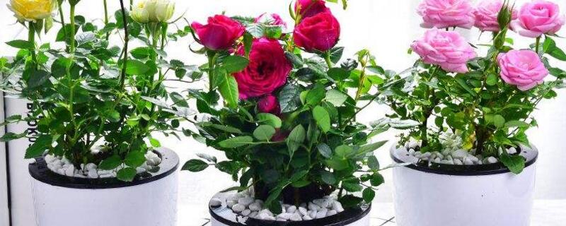 叶子为什么是各种各样的（叶子为什么是各种各样的5个字）