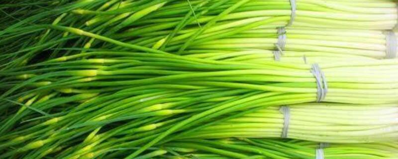 蒜苔是热性还是凉性（蒜苔是热性还是凉性食物）