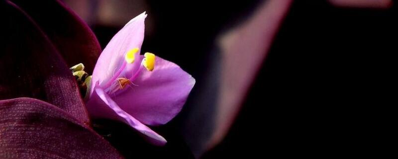 紫鸭跖草能扦插吗 紫鸭跖草可以扦插吗