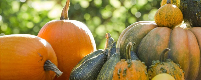 露地南瓜种植技术 露地南瓜种植技术一亩地多少棵