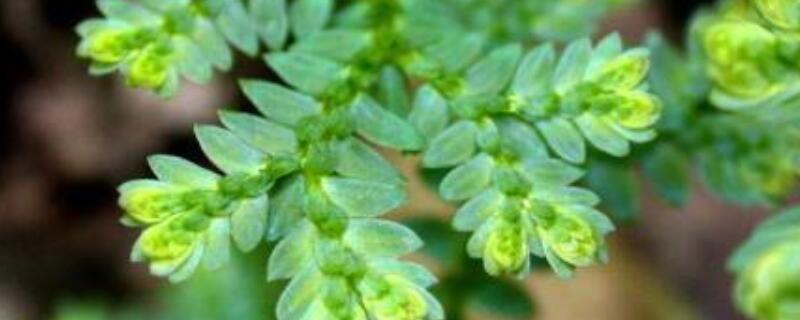 翠云草和幸福草的区别（翠云草和幸福草的区别在哪）