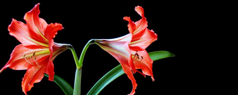 朱顶红一年开几次花（朱顶红怎么栽种）