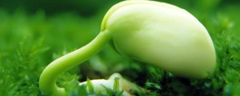 发芽后的种子怎么播种 发芽后的种子怎么播种的