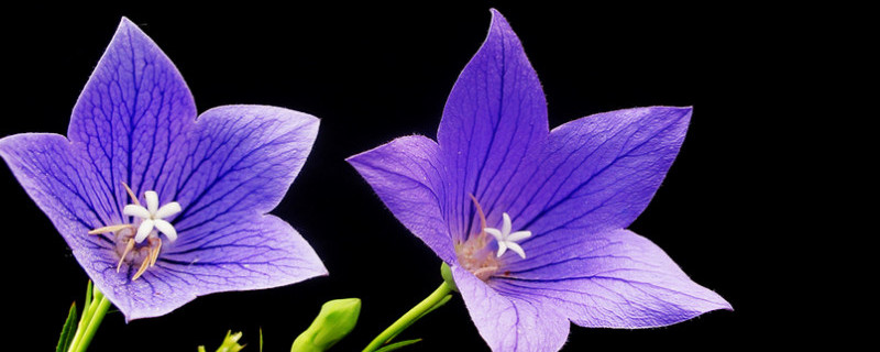 桔梗花种子怎么种（桔梗花种子怎么种的）