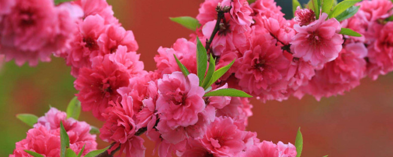 绛桃和碧桃的区别 绛桃和碧桃的区别是什么