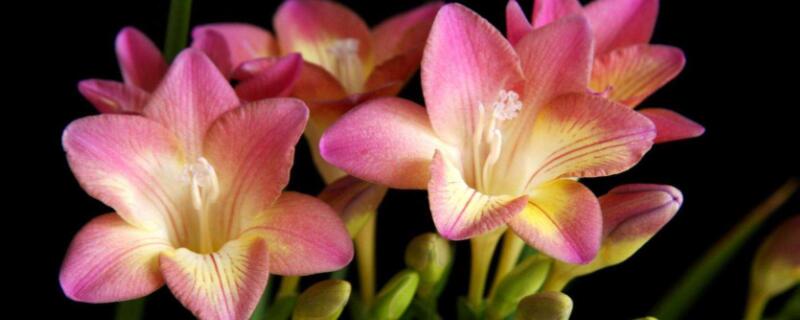 香雪兰种球怎么保存（香雪兰一年开几次花）