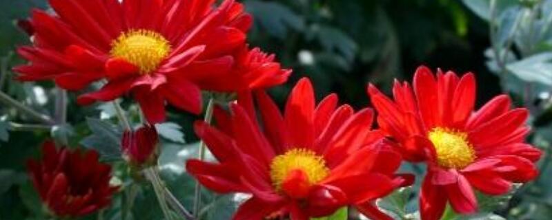 纳豆红菊的功效与作用（纳豆红菊的功效与作用,纳豆红菊多少钱一盒?）