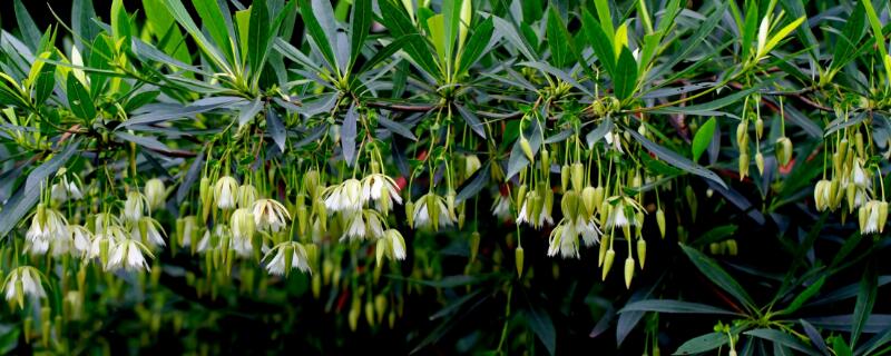 杜英树和女贞树区别（杜英树和女贞树区别）