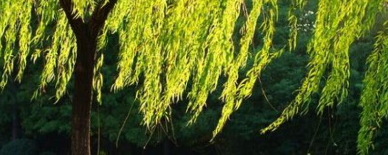 杨柳树和柳树有什么区别 柳树与杨树有什么区别