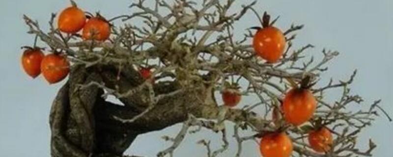 老鸦柿盆土配制方法（老鸦柿土配比）