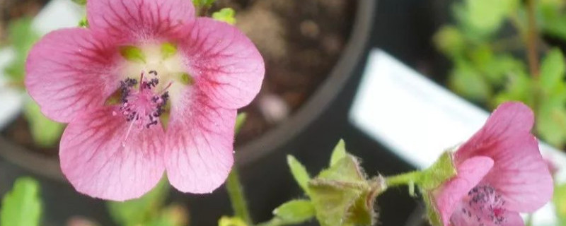 小木槿枯萎了怎么办（小木槿突然枯萎了怎么办?）