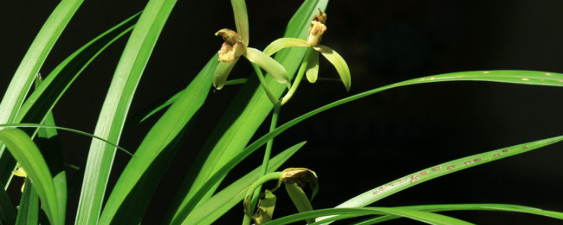 兰花根烂了后怎么处理 兰花根烂了后怎么处理视频