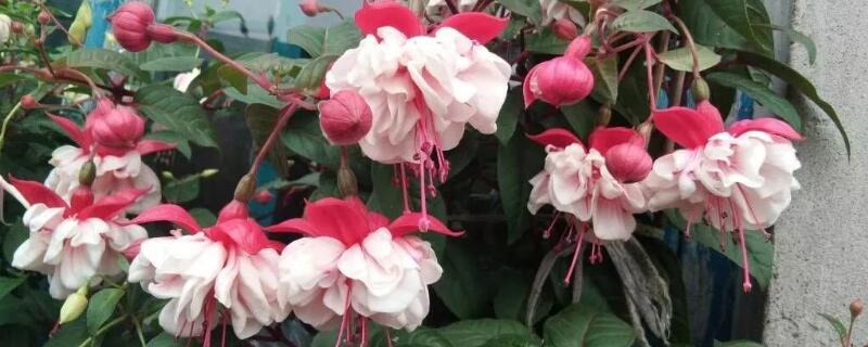 倒挂金钟有毒吗 倒挂金钟有毒吗?好养吗