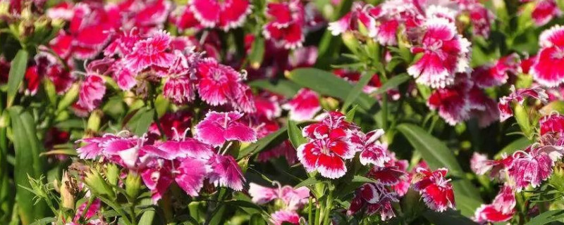 石竹花功效 石竹花功效与图片