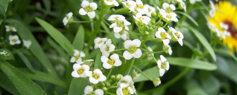 香雪球有毒吗 10种招鬼的花