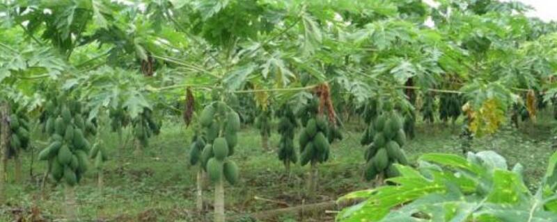 如何矮化木瓜树（矮化木瓜树怎么养）