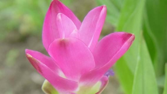 姜荷花枯萎了怎么办