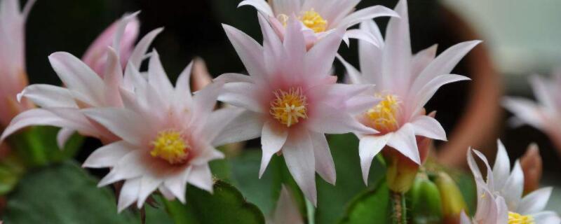 怎样让假昙花出花苞 如何快速让假昙花孕蕾