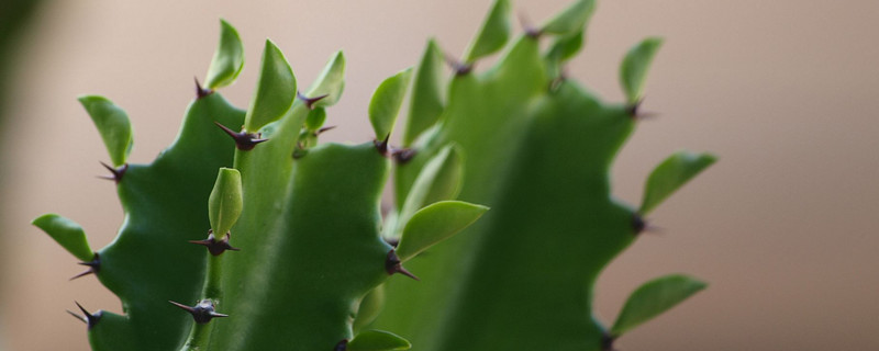 龙骨花有毒吗（龙骨花的寓意和象征）