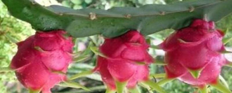 火龙果气根有什么用（火龙果有气生根吗）