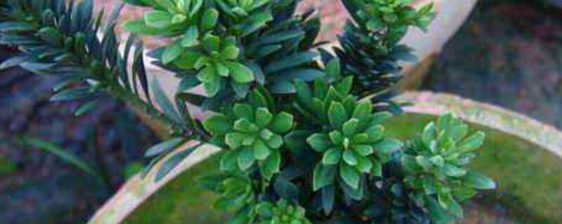 珍珠和米叶罗汉松区别 珍珠和米叶罗汉松区别大吗