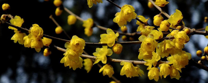 腊梅花枝水养 腊梅花枝水养,腊梅干枝怎么弄