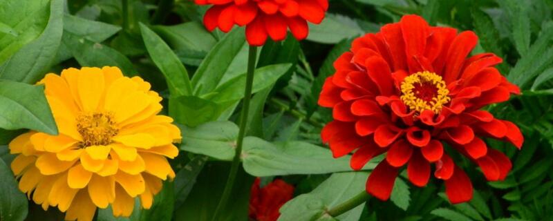 百日草第二年发芽吗 百日草第二年还会开花吗