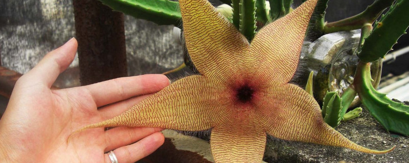 豹纹花有毒吗 豹皮花有毒吗