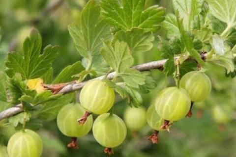 野生灯笼果有毒吗