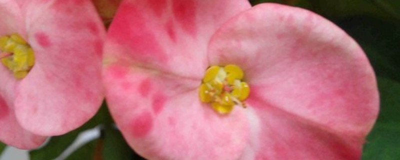 刺梅叶子发黄怎么回事(刺梅叶子发黄落叶怎么回事)