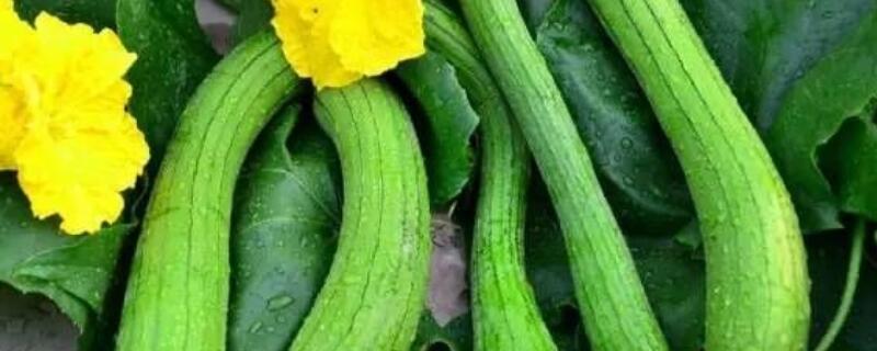 丝瓜栽培窝藤压蔓方法 丝瓜藤怎么种