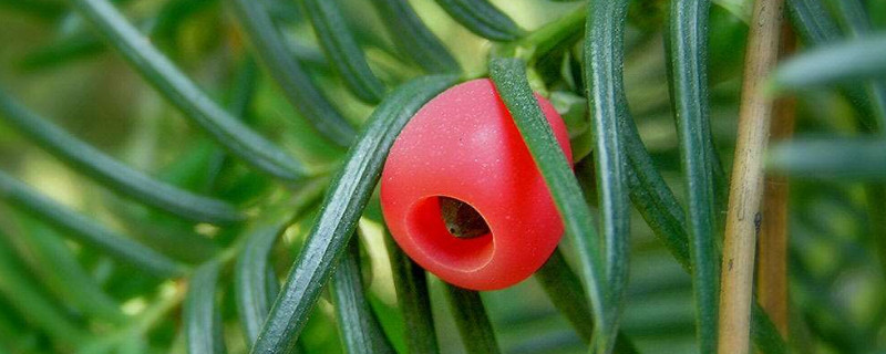 红豆杉扦插繁殖方法（红豆杉扦插繁殖方法和时间）