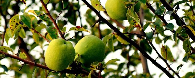 木瓜树桩怎样做盆景 木瓜树桩怎样做盆景视频