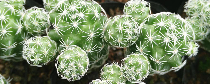 多肉怎么样才能出锦 怎么能让多肉出锦