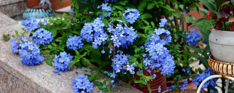 蓝雪花需要搭架子吗 蓝雪花需要搭架子吗视频