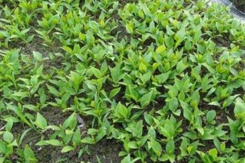 玉兰小苗几年开花