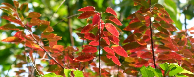 枫香树是枫树吗 枫香树是枫树的一种吗