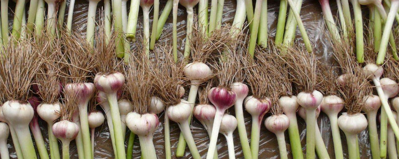 大蒜冬季种植技术（大蒜冬季种植技术视频）