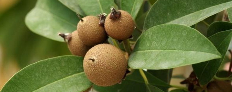 人心果种子催芽 人心果种子种植