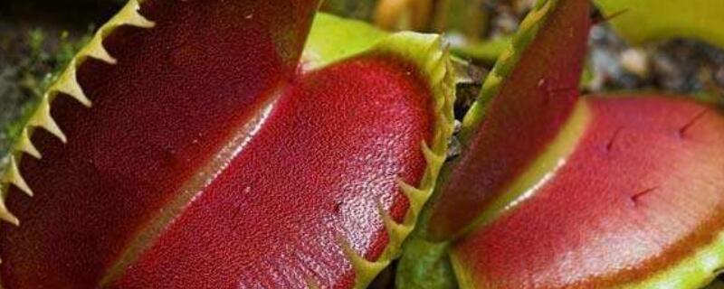 捕蝇草夹子黑了要剪吗（捕蝇草夹子黑了要剪吗）