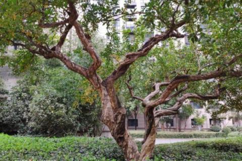 石榴树粗树干扦插法